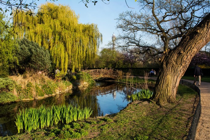 Park with weeping willow, pond, and bridge in London