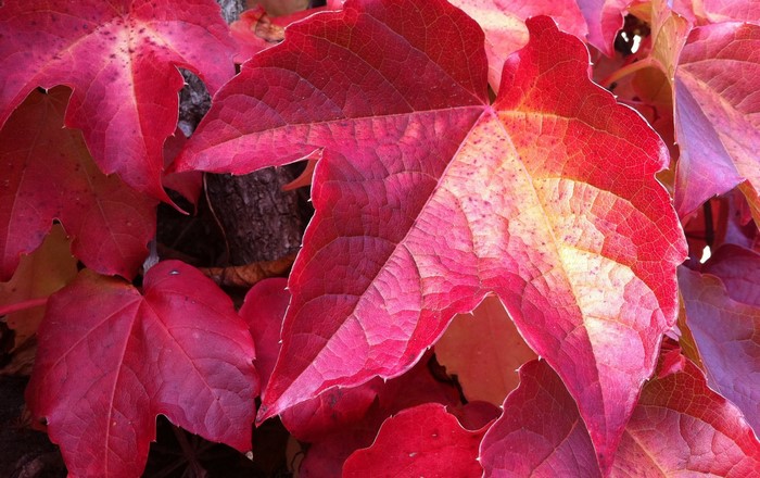 Close-up of red and yellow autumn leaves