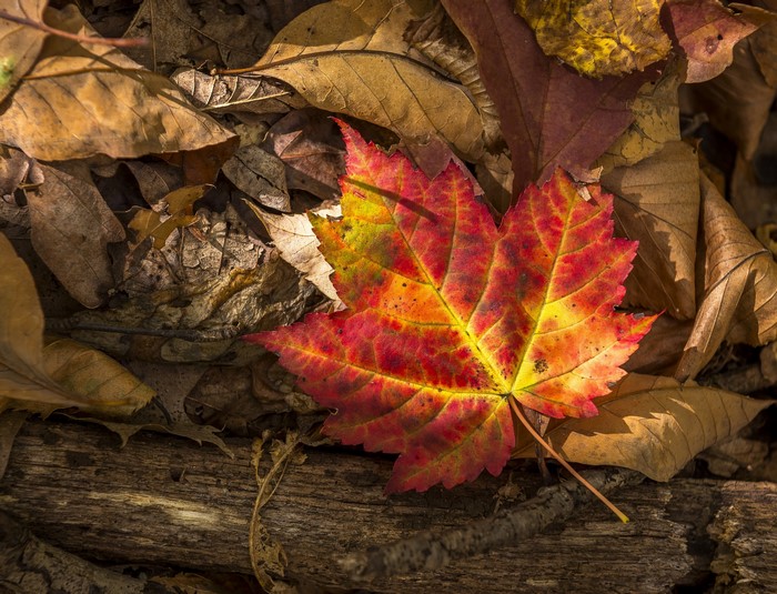 Autumn Maple Leaf on Forest Floor