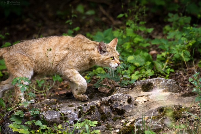 Wildcat in a forest