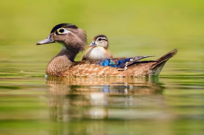 Mother duck and duckling swimming on water