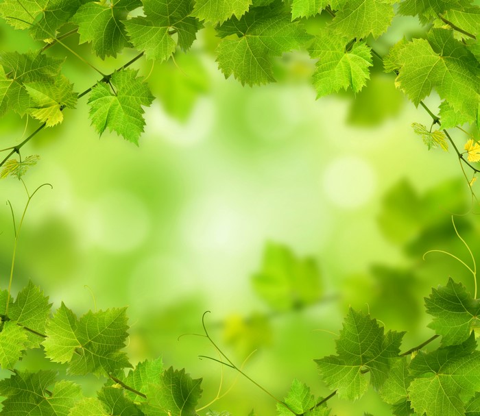 Green Foliage with Bokeh Background