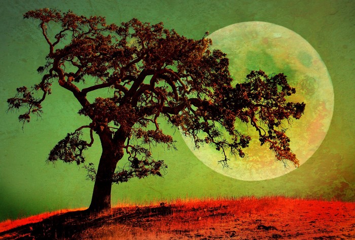 Tree silhouetted against a large moon