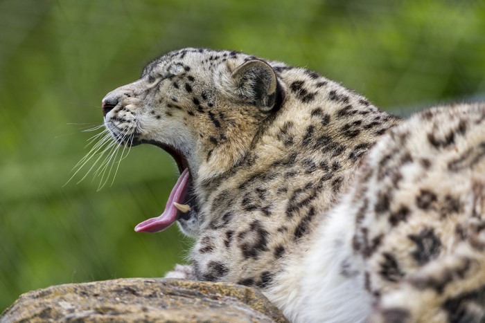 Snow leopard yawning on a rock