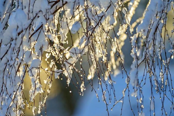 Snow-covered branches in sunlight