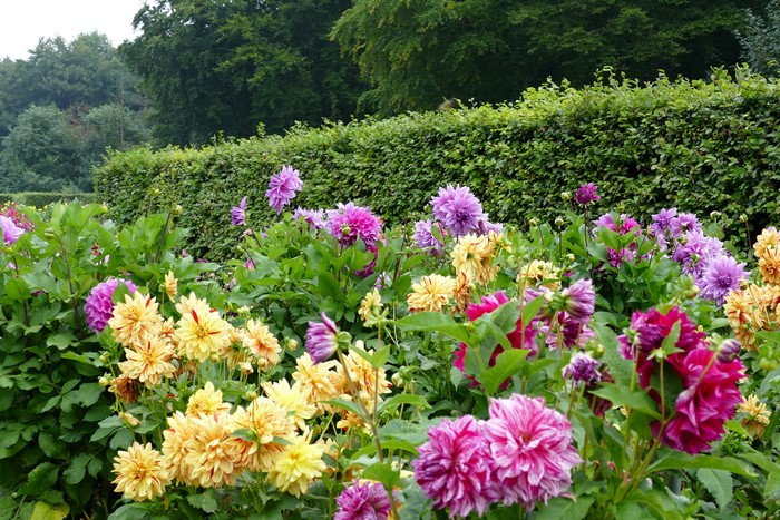 A garden bed filled with colorful dahlias