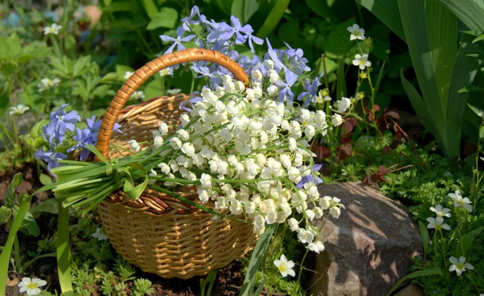 Lilies of the valley in a wicker basket