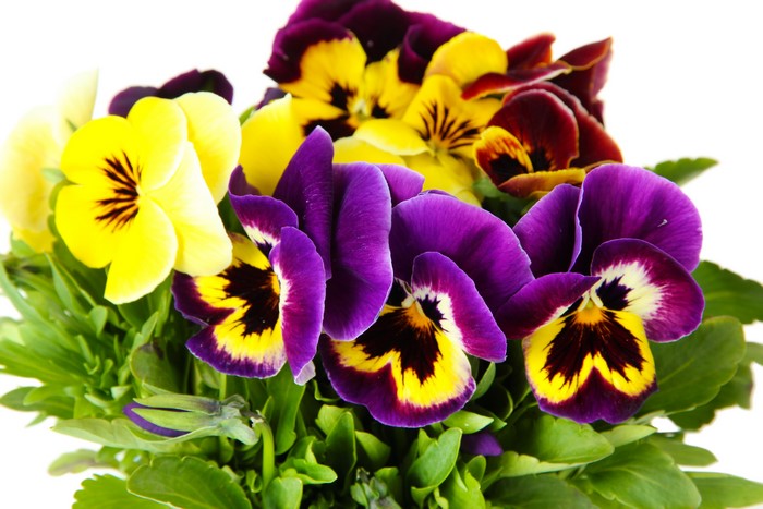 Pansies closeup