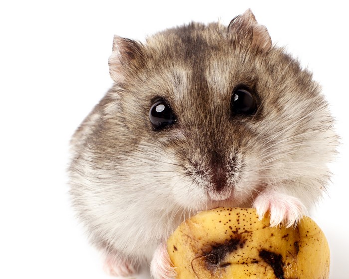Hamster eating a piece of banana