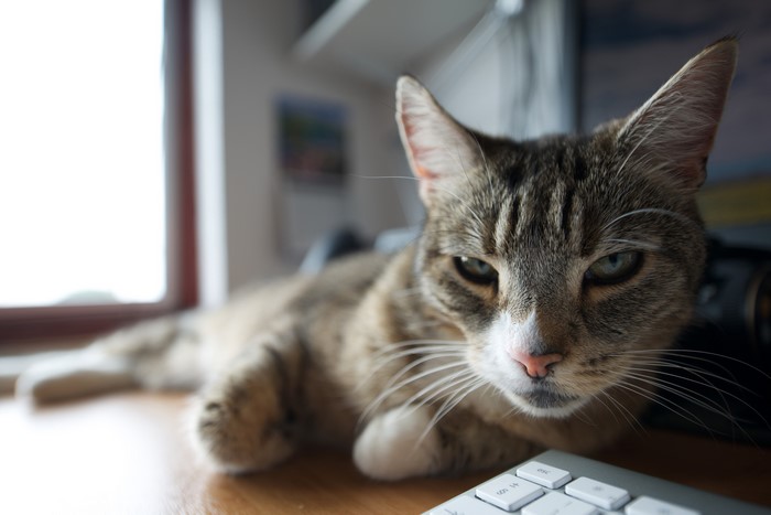 Tabby cat lying on a desk near a keyboard