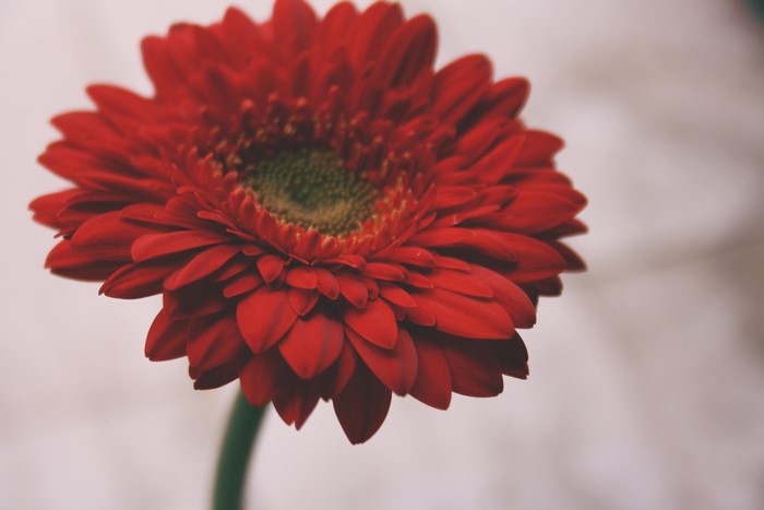 Red Gerbera Closeup