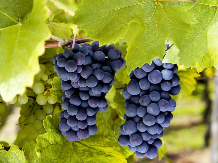 Dark Grapes on Vine with Green Leaves
