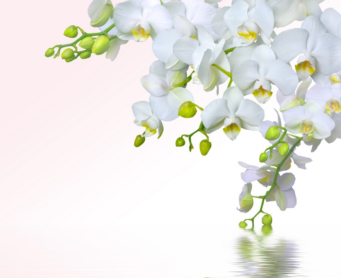 White orchids with buds and reflection