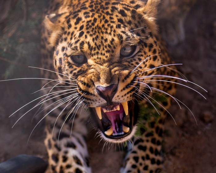 Leopard roaring with mouth open