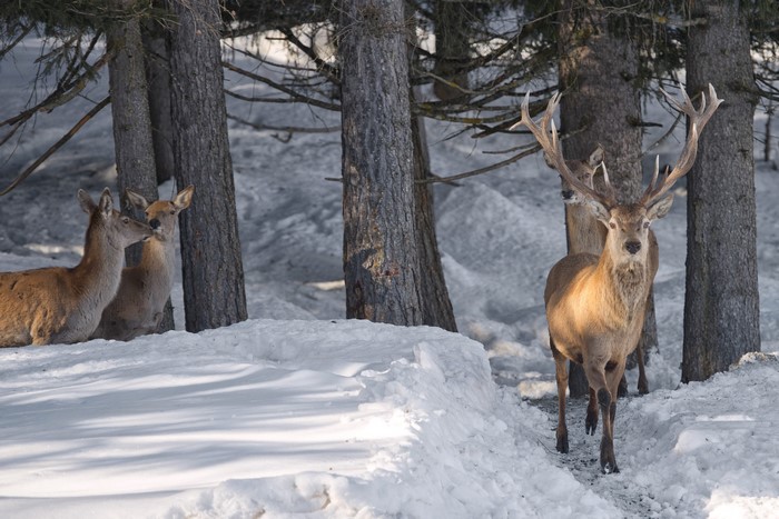 Deer in a snowy forest with trees