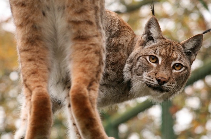 Lynx looking over its shoulder