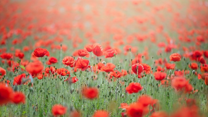 Field of red poppies in bloom