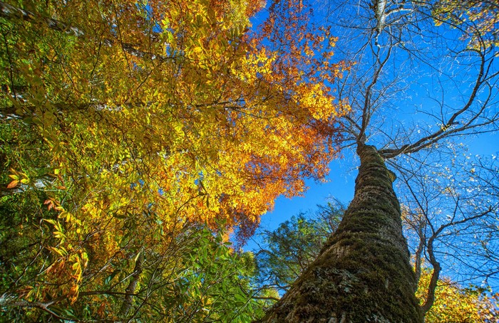 Autumn trees with colorful foliage and blue sky
