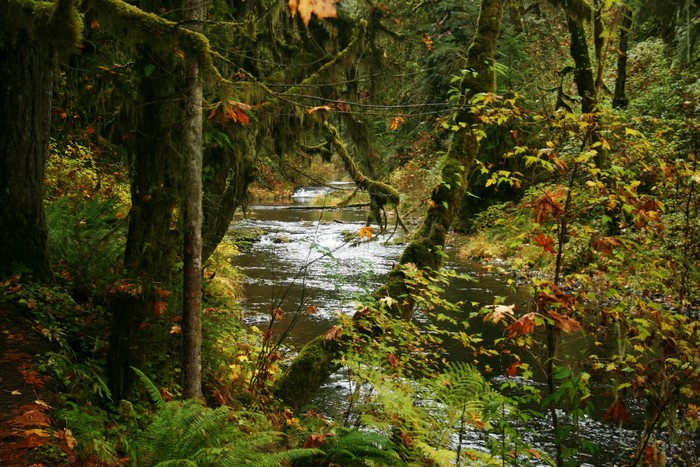 River flowing through a moss-covered forest in autumn