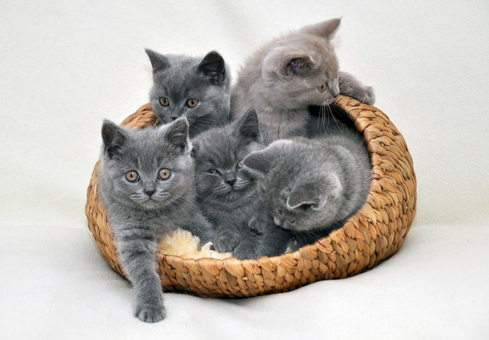 Five British Shorthair kittens in a wicker basket
