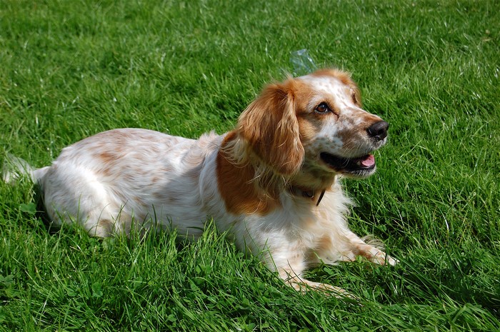 A Russian Spaniel dog lying on green grass