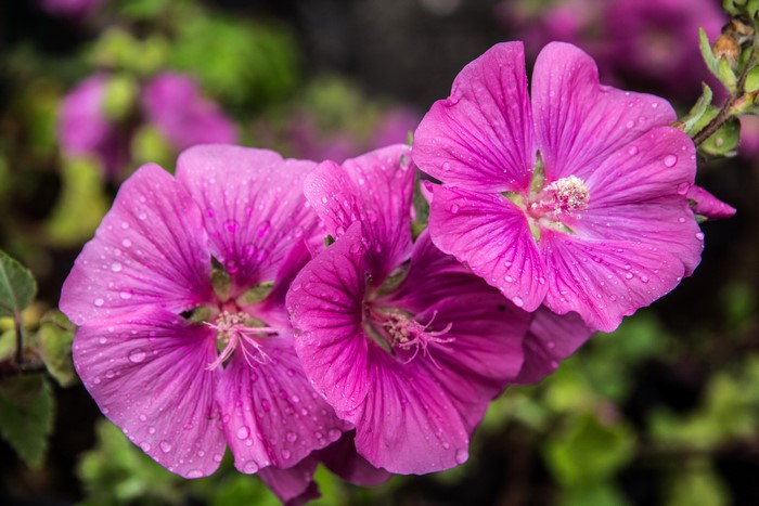 Close-up of pink Malva flowers with water droplets
