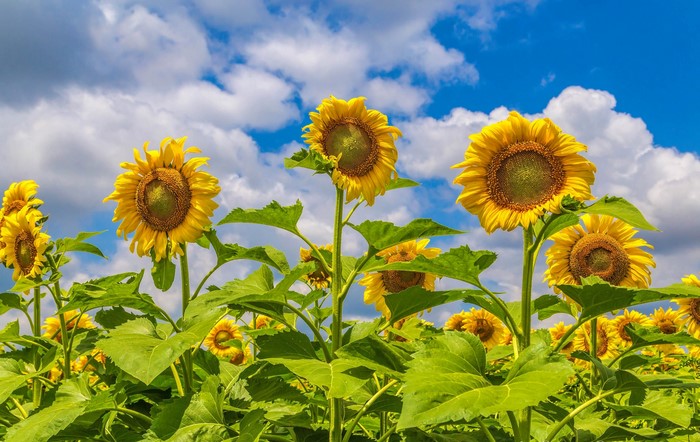Field of Sunflowers Under a Cloudy Blue Sky