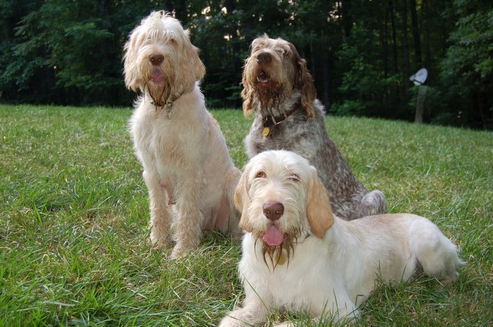 Three Spinone Italiano dogs sitting on grass