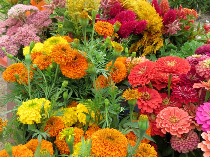 A vibrant bouquet of marigolds and zinnias in various colors