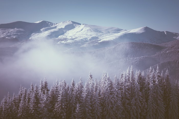 Snowy Mountains with Fog and Spruce Trees