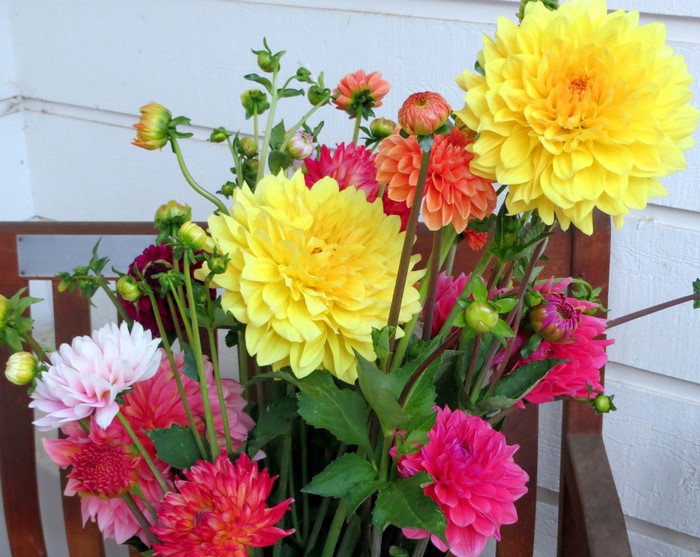 Bouquet of colorful dahlias on a wooden bench