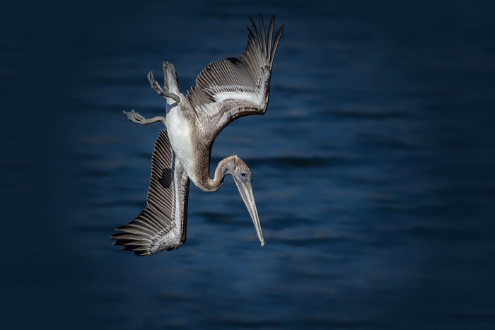 Brown Pelican diving into the ocean