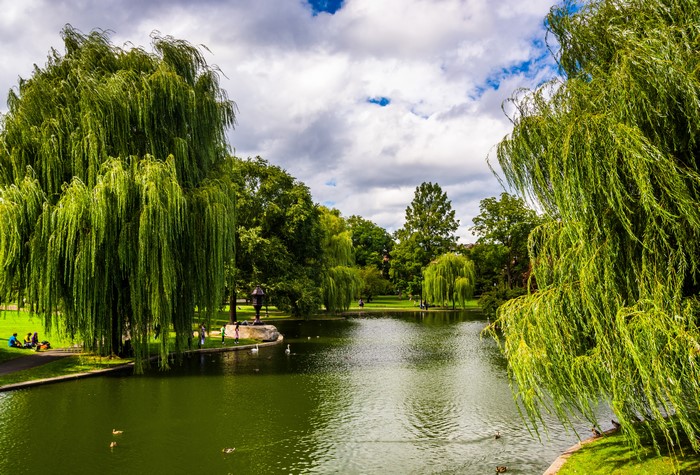 Boston Public Garden with weeping willows and a pond