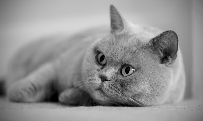 Grey cat lying down