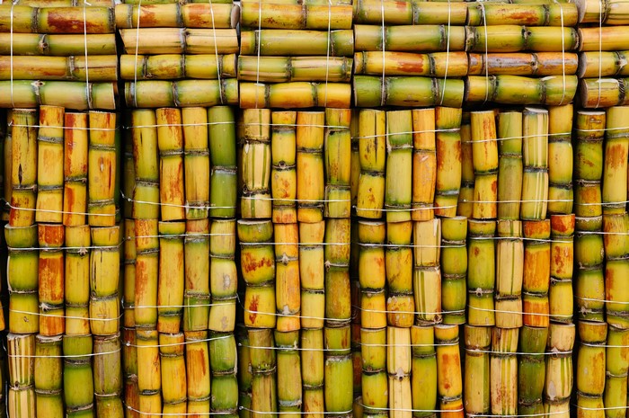 Many sugarcane stalks stacked and tied