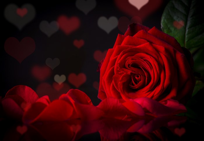 Red Rose with Petals and Hearts