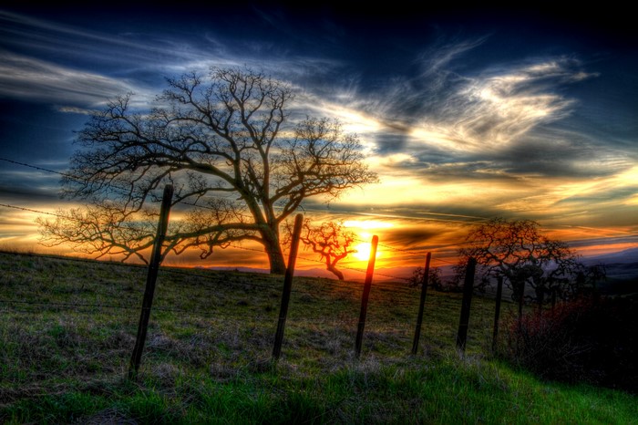 4K Scenery of Grasslands with Trees at Sunset