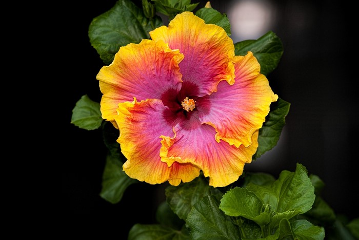 Close-up of a colorful hibiscus flower