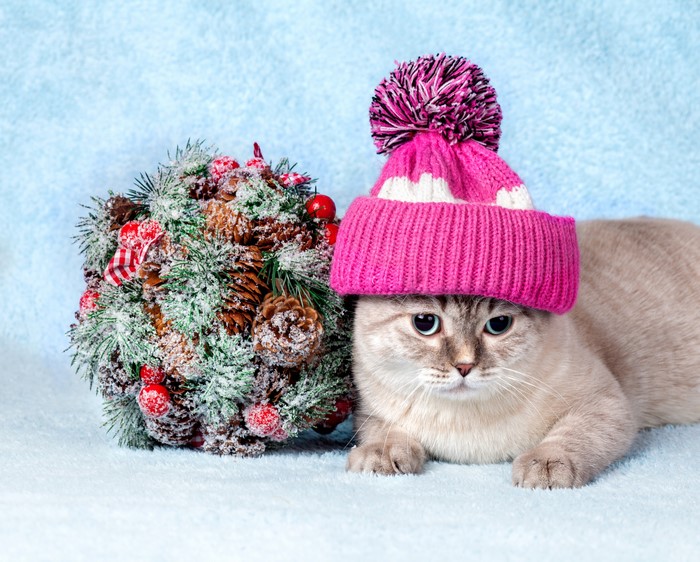 Cat wearing a winter hat next to a Christmas bouquet