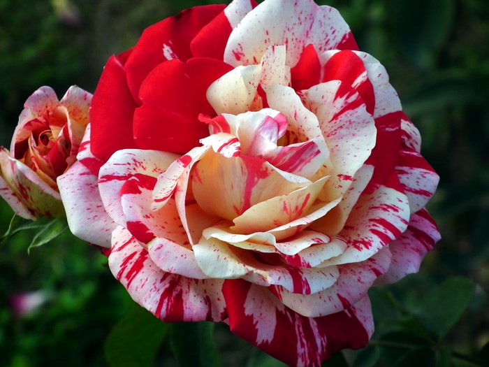 Close-up of a bi-colored rose with red and white petals