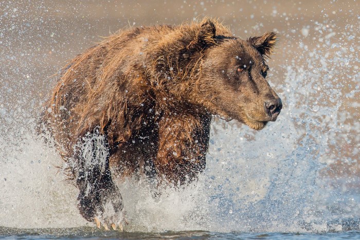 Brown bear running through water with splashes