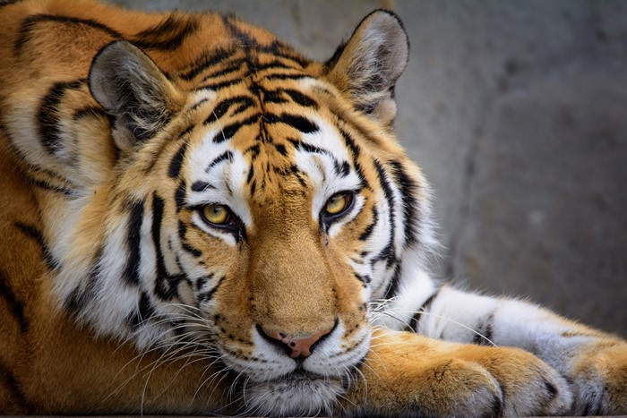 Tiger looking forward