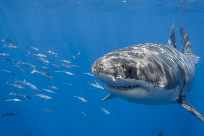 Great White Shark swimming with a school of fish