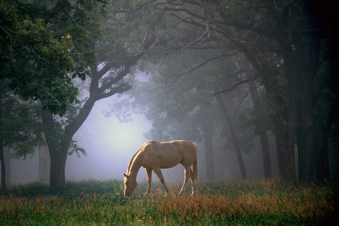 Horse in a foggy forest