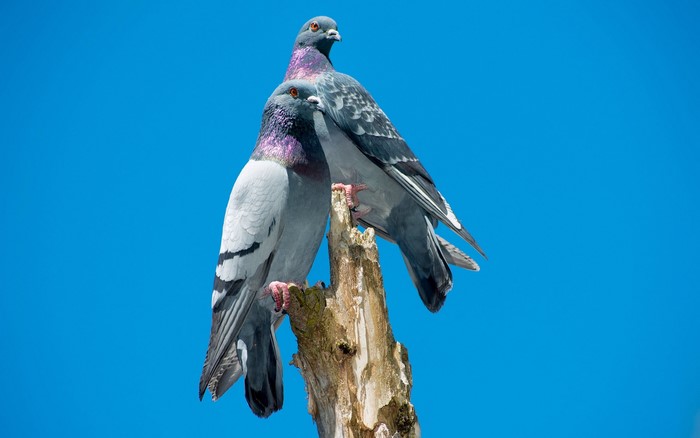 Two pigeons perched on a dead tree stump