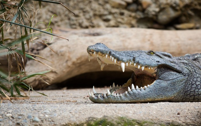 Crocodile with mouth open showing teeth