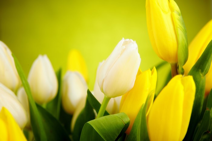 Yellow and White Tulips on a Green Background