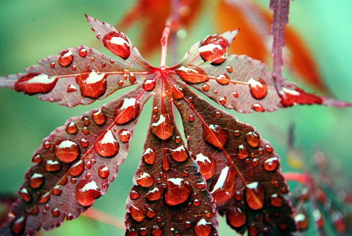 Red maple leaf with water droplets