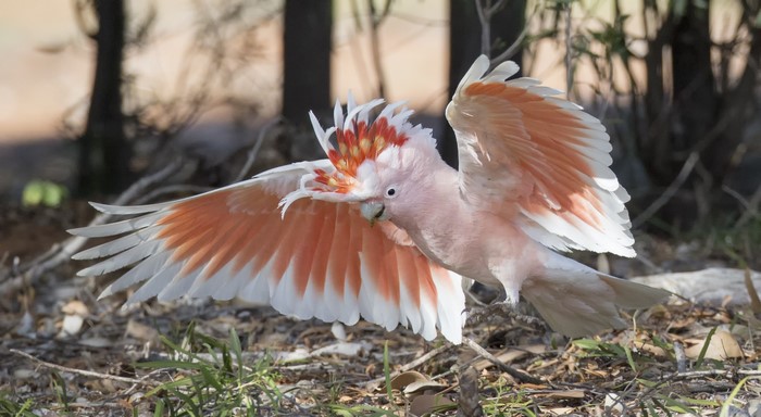 Major Mitchell's cockatoo in flight with wings spread