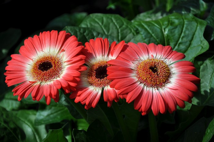 Three Red and White Gerbera Daisies